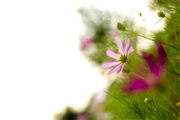 2011.08.19 Church Flowers-1