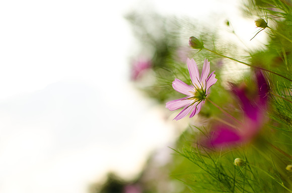 2011.08.19 Church Flowers-1