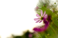 2011.08.19 Church Flowers-2
