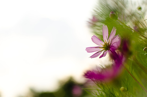 2011.08.19 Church Flowers-2