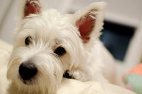 2011.08.24 Penny-1