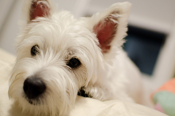 2011.08.24 Penny-1